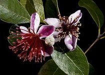 feijoas2.jpg