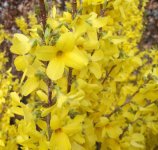 ForsythiaCourtalyn.jpg