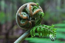 800px-Dicksonia_antarctica_Shoot.jpg