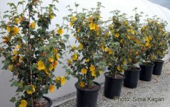 Fremontodendron_California_glory5_1.jpg