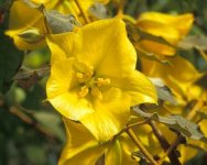 Fremontodendron_californicum (1).jpg