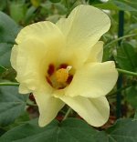 GOSSYPIUM_HERBACEUM.jpg