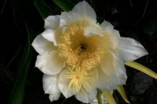 Hylocereus_undatus._Night-blooming_cereus.jpg