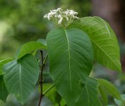 Holarrhena_pubescens_in_Ananthagiri,_AP_W_IMG_9278.jpg