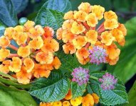 LANTANA520AURORE.jpg