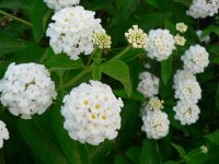 lantana-avalanche-2-z.jpg