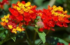 LANTANA BRASIER.jpg