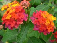 lantana-cochenille5-z.jpg