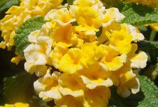 LANTANA DELICATISSIMA JAUNE.jpg