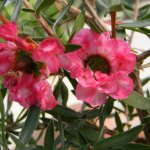 leptospermum_scoparium_winter_cheer.jpg