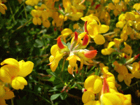 1382867350_lotus-corniculatus.gif