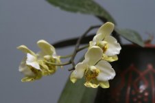 Phal stuartiana yellow Jan 2015.jpg