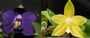 P.violacea indigo x Princess Kaiulani ‘flav.jpg