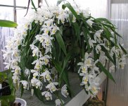 Сoelogyne cristata.jpg