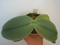 Phalaenopsis_gigantea_800.jpg