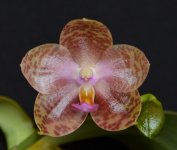 Phal. gigantea x Kuangfeng's Ruby.jpg