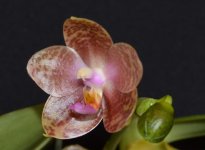 Phal. gigantea x Kuangfeng's Ruby 2.jpg