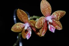 Phal. Tzu Chiang Liamvio x Phal. Dragon Tree Eagle.jpg