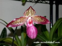 Paph Gloria Naugle.jpg