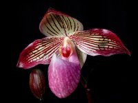 paph_gloria_naugle.jpg