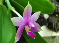 Phalaenopsis_violacea.jpg