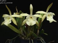 brassavolaglauca4.jpg