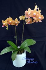 2Shining_Phal. Golden Stra 1,7 pot.jpg