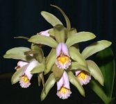 Cattleya_forbesii_2990.jpg