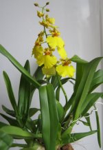 oncidium.jpg