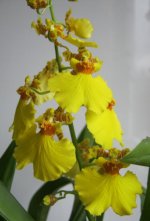 oncidium хоровод.jpg