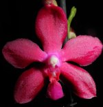 Doritaenopsis (Jim x Phal. tetraspis) x Phalaenopsis Grosbeak.jpg