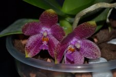 Phal (gigantea X LD's Bear Queen-3.jpg