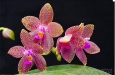 Phalaenopsis gigantea x Ld's Bear Queen.jpg