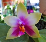 phalaenopsis_bellina.jpg