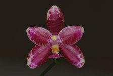 Phal fuscabell-2.jpg