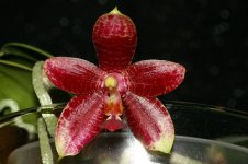 Phalaenopsis_Fuscabell.jpg