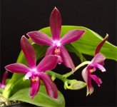 Phal. Corning’s Violet.jpg