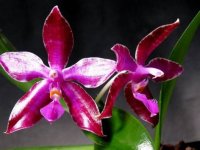 Phal. tetraspis C1 x violacea ' Indigo Blue' -2.jpg