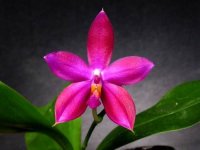 phal._tetraspis_c1_x_violacea_blue.jpg