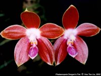 Dragon’s Fire (Phalaenopsis venosa x corningiana).jpg