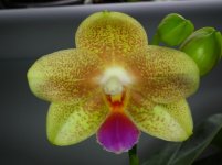 Phalaenopsis Yungho Gelb Canary x Mituo Golden.jpg