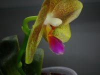 Phalaenopsis Yungho Gelb Canary x Mituo Golden-2.jpg