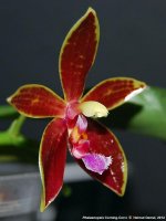 Phalaenopsis corningiana x cornu-cervi.jpg