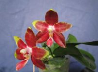 Phal. Yaphon Image x venosa.jpg