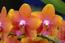 NPA_050704552_PHALAENOPSIS_BROTHER_PEPRIDE_ORCHID.jpg