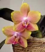 Phal_Brother_Pepride.jpg