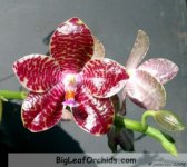 normal_Phal_Joey_HF_10_2007.jpg