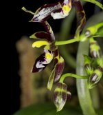 Phalaenopsis mannii Black 07.jpg