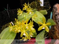 Phal_mannii_flava_group_2010.JPG