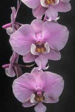 Phal_schilleriana-Karen-Rockwell-HCC-AOS.jpg